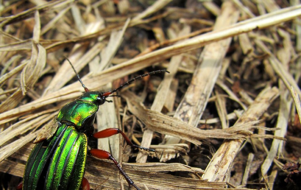 Insect macro nature