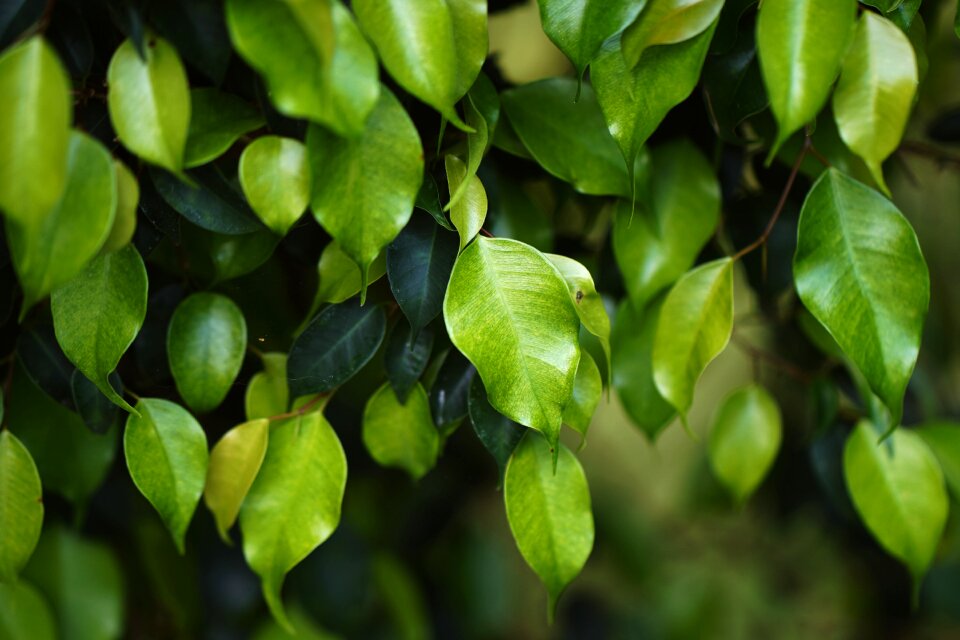 Green color textured beauty