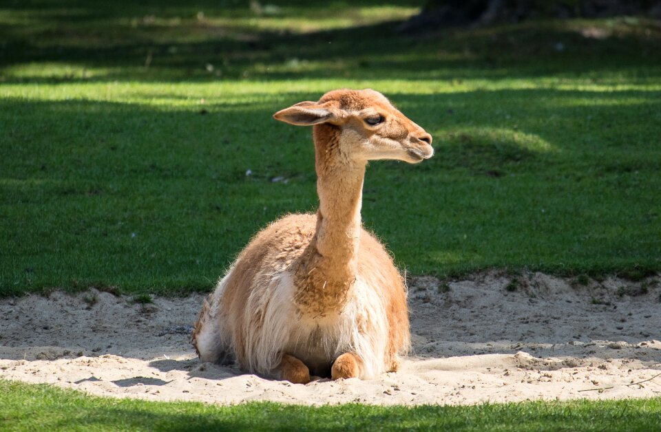Camel-like south america animal
