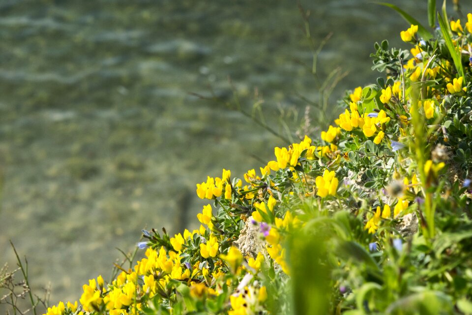 Field summer flowers