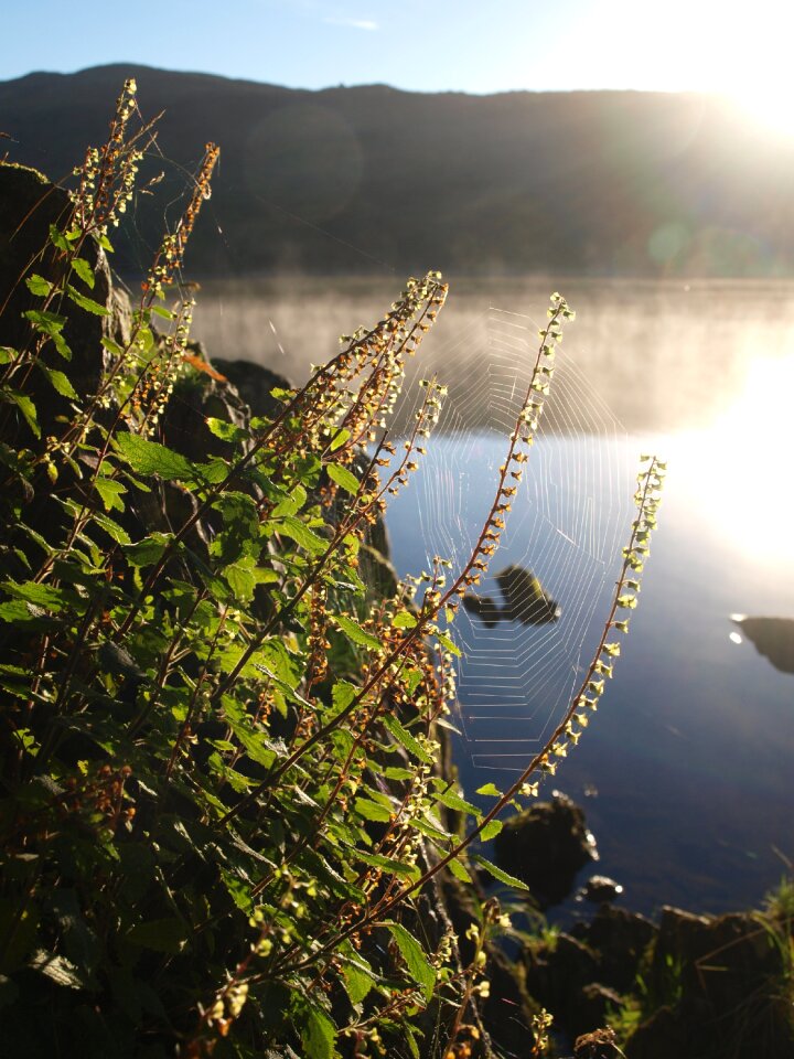 Cobweb morning conniston water