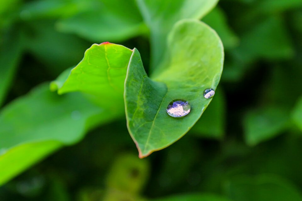 Green garden leaf