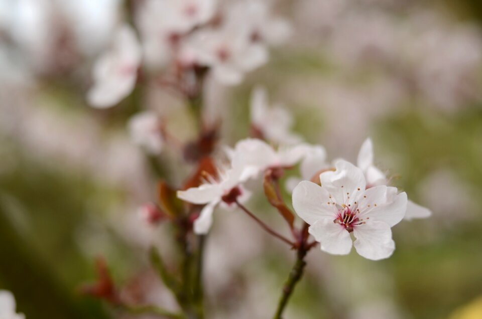 Pink white dreamy