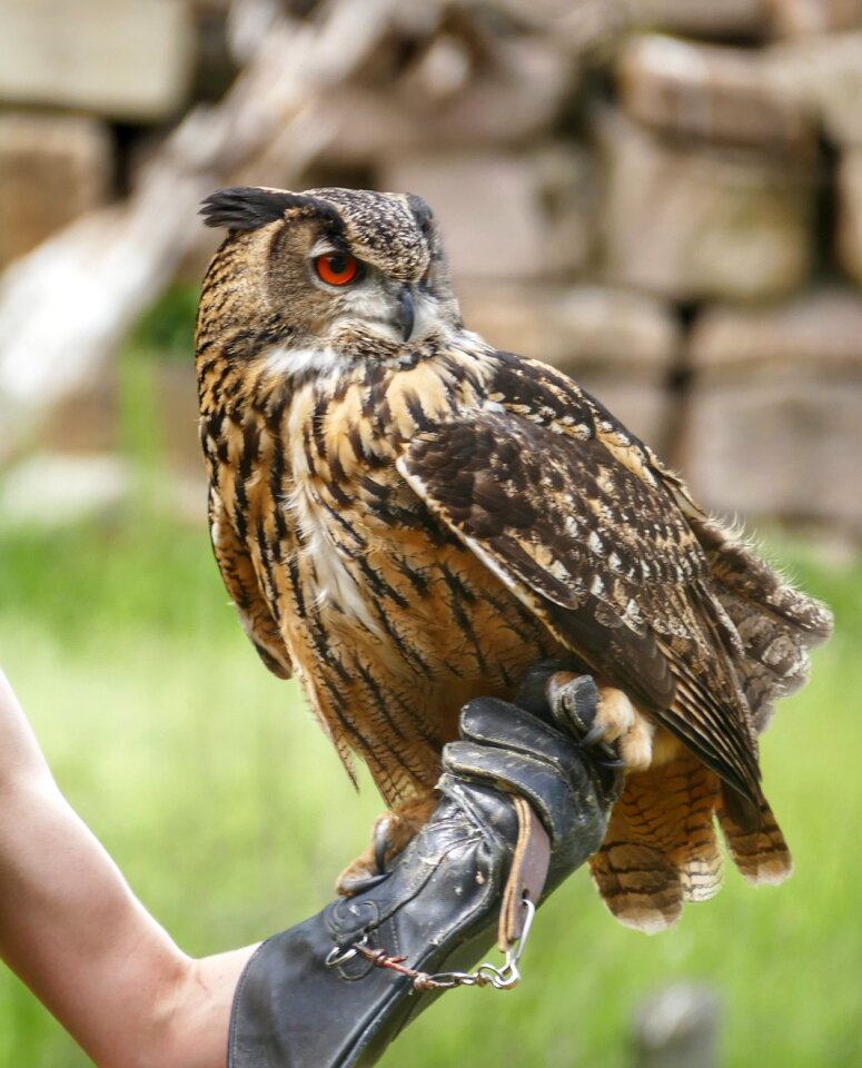 Feather bird of prey raptor photo