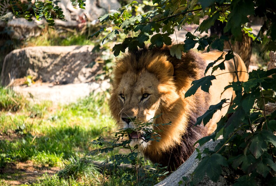 Wild animal animal mammal