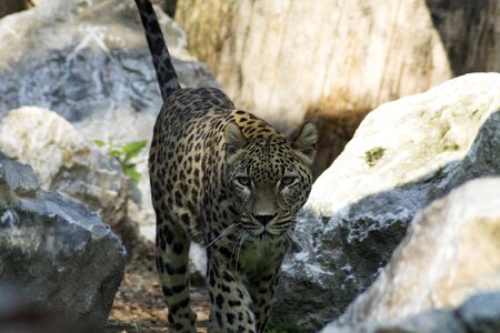 Cheetah predator zoo photo