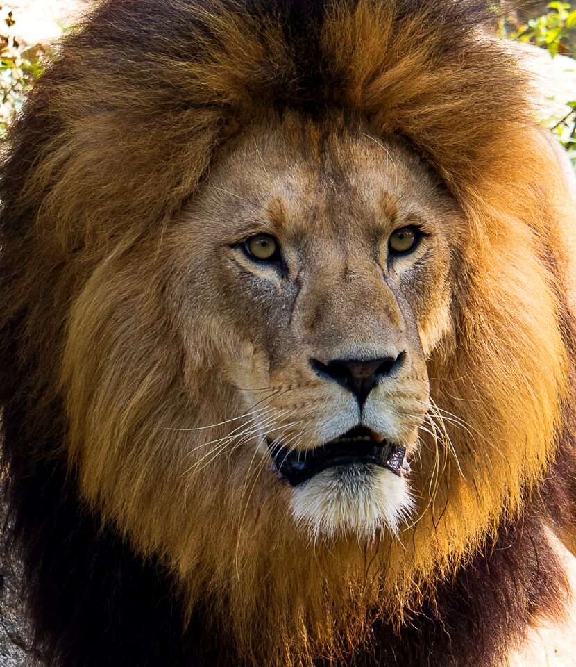 Wild animal animal mammal