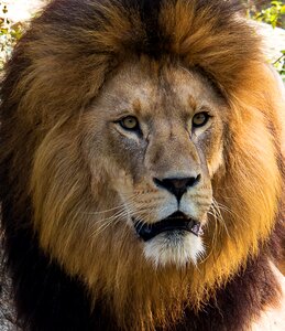 Wild animal animal mammal