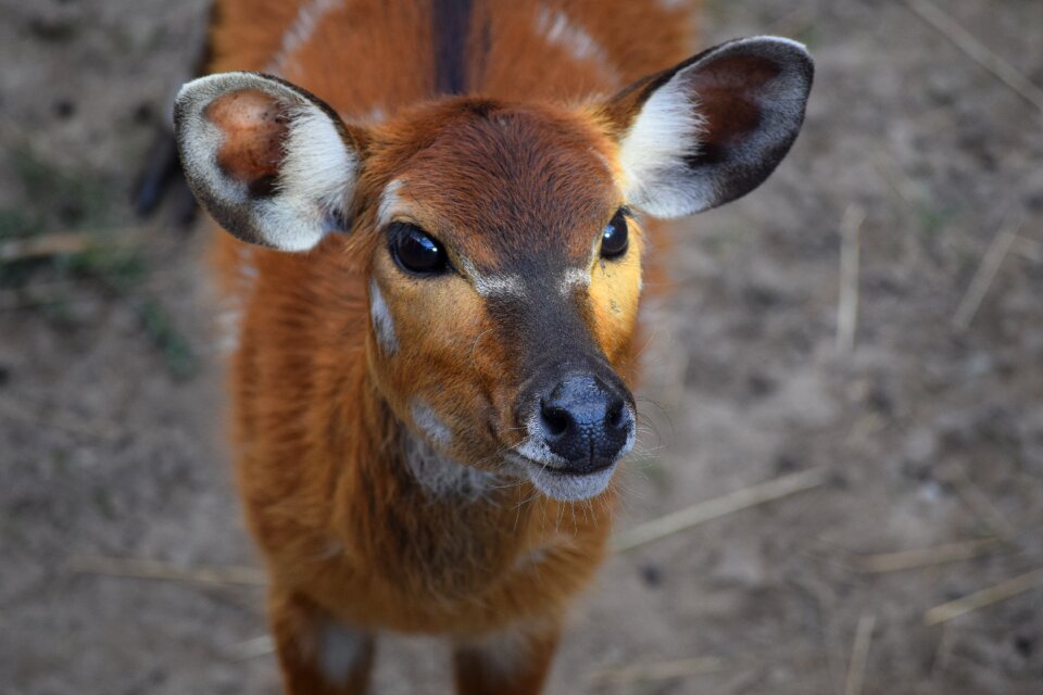 Animal zoo wild world