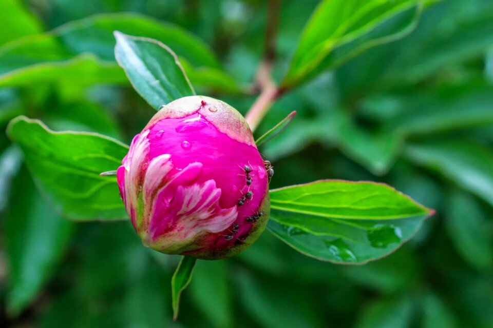 Pink green blossom