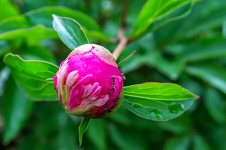 Pink green blossom