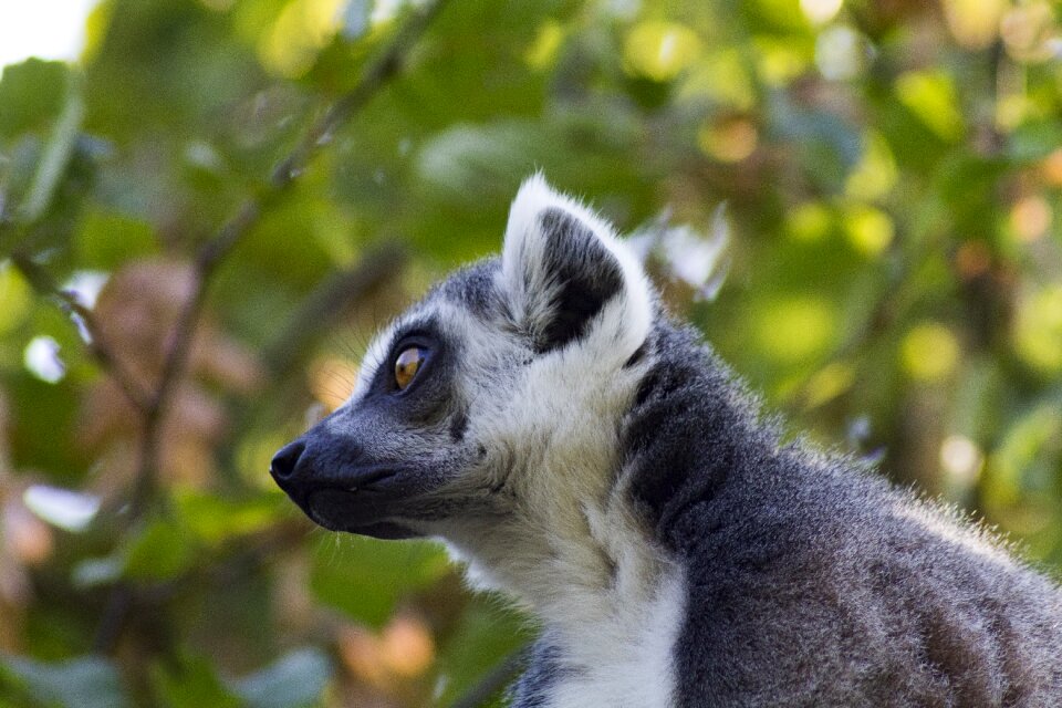 Lemur animal world watch