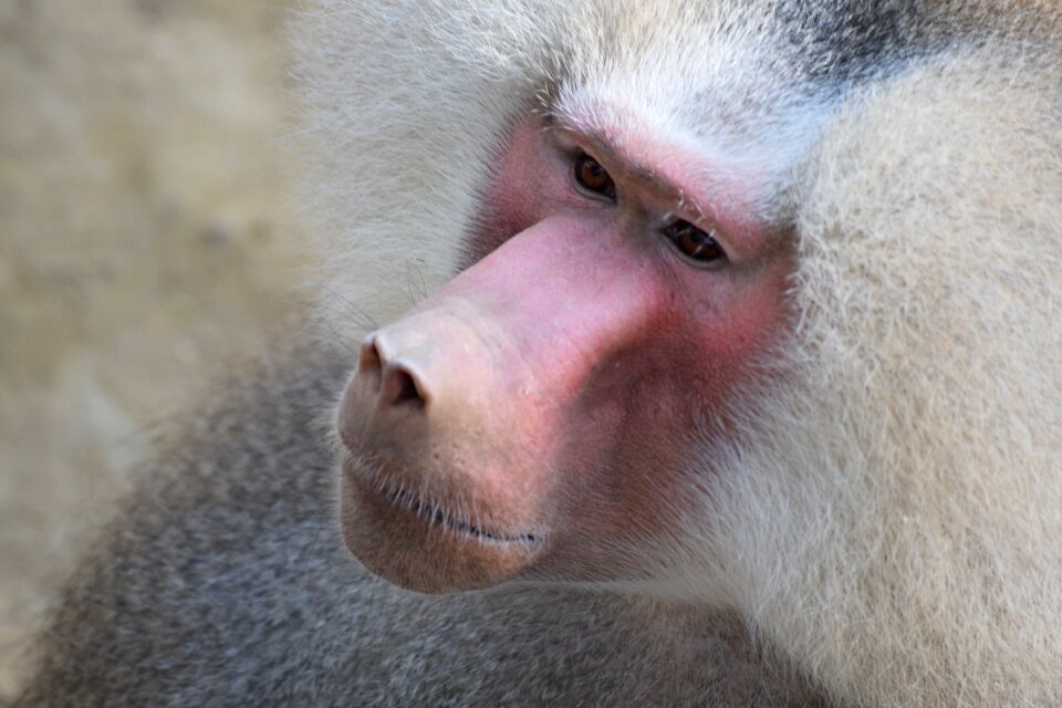 Monkey primate mammal