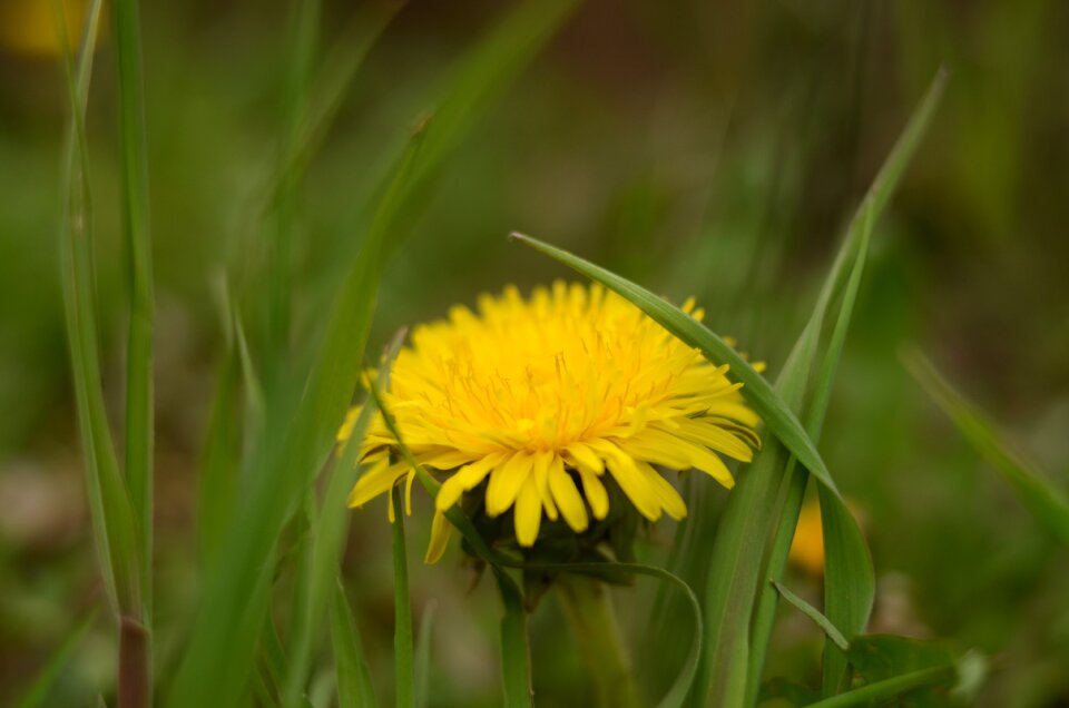 Flower green grass