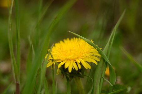 Flower green grass photo