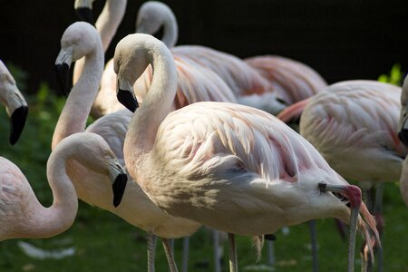 Pink feather exotic photo