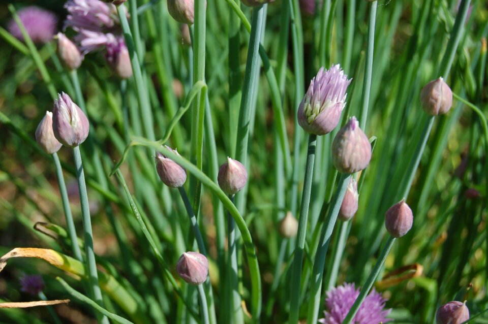 Aromatic plant chive garden