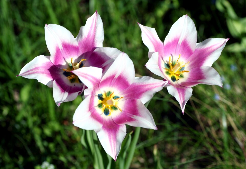 Plant summer petal