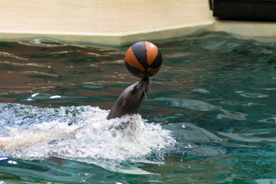 Basketball water mammal