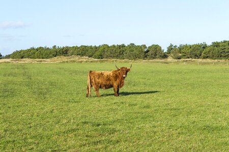 Grass agriculture natural