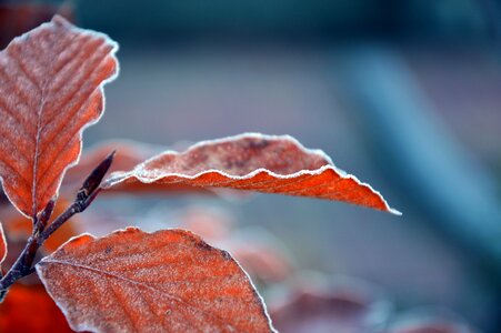 Ice ripe hoarfrost