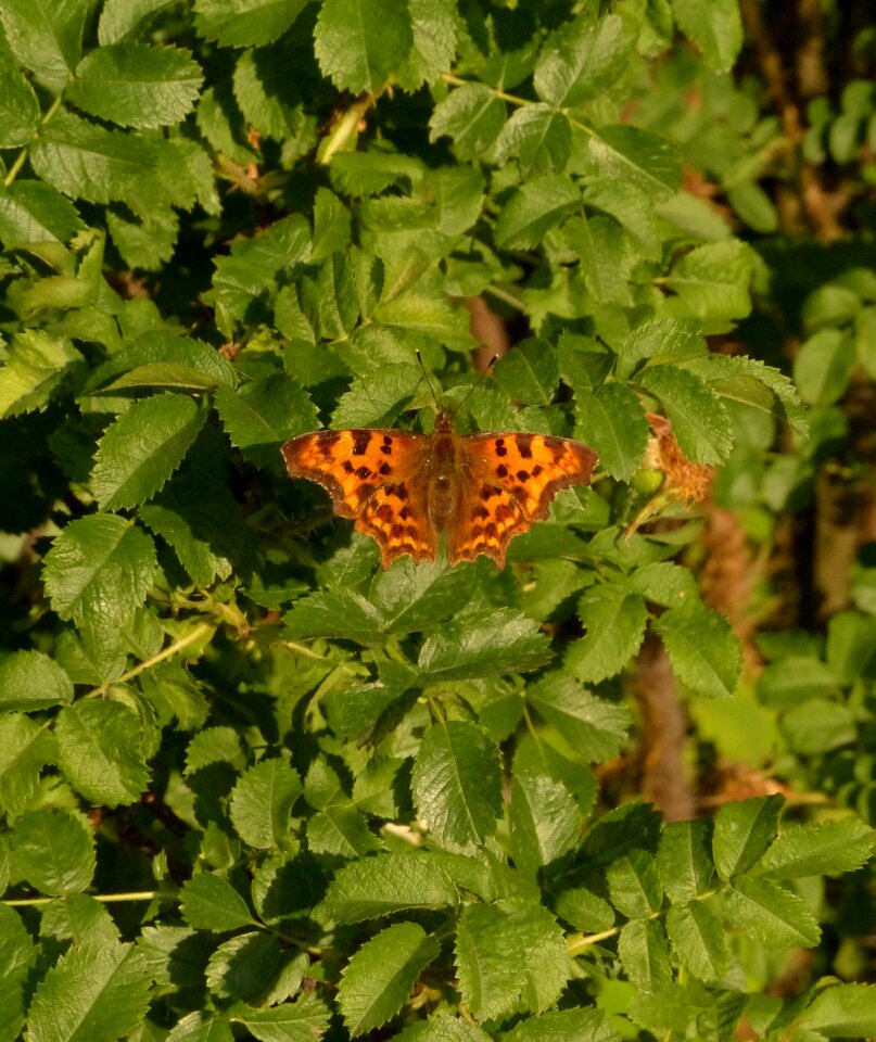 Nature garden insect