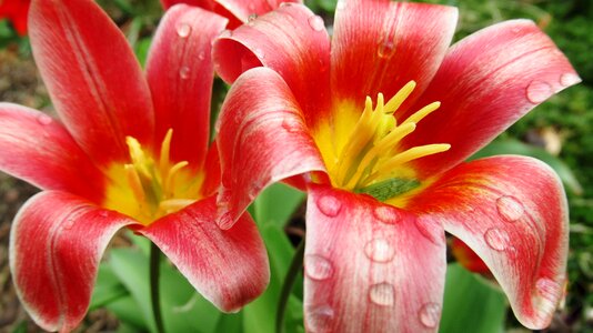 Rain spring bloom