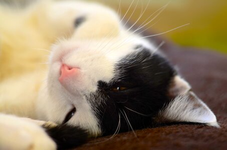 Animal black white