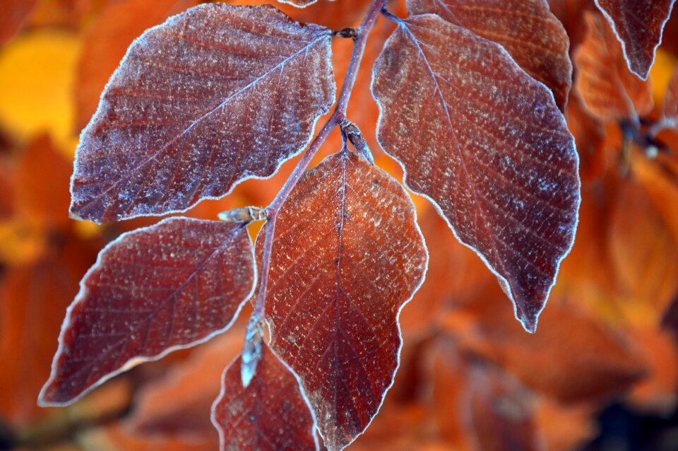 Hornbeam hornbeam leaves branch