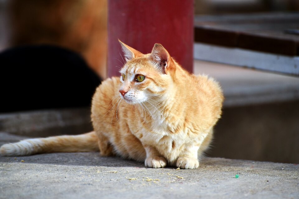 Portrait cat nature