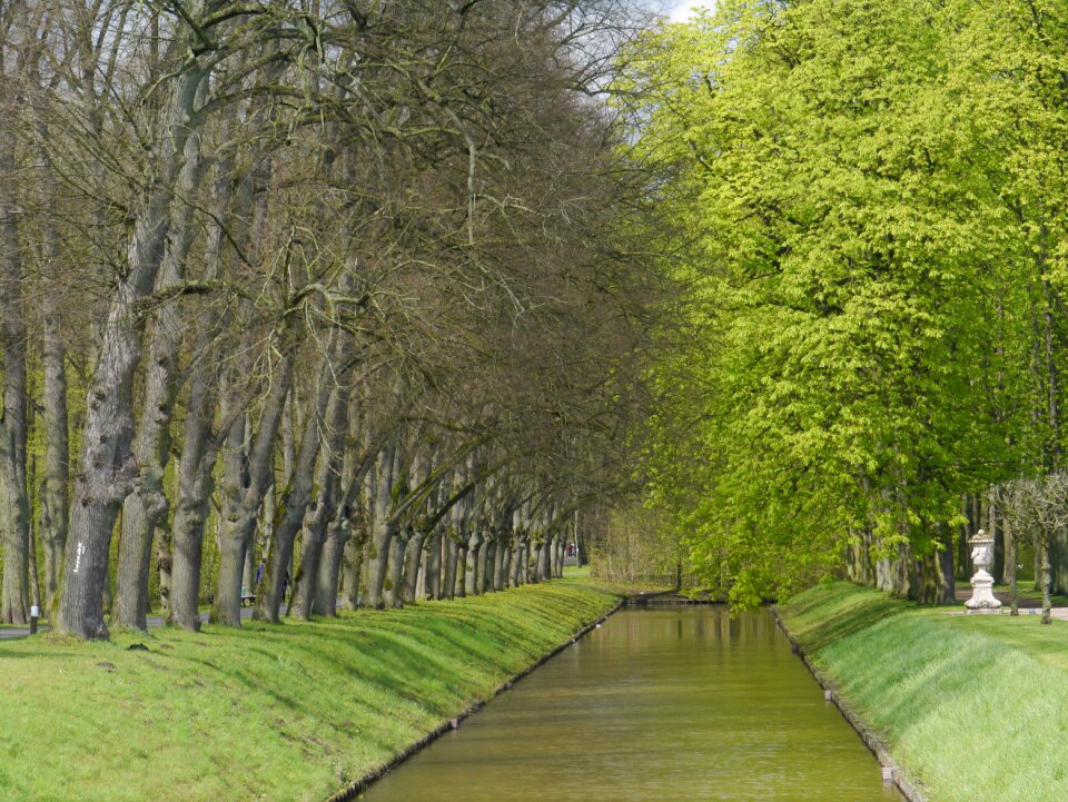 Chestnut alleen park