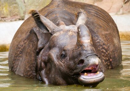 Thick skin horn africa