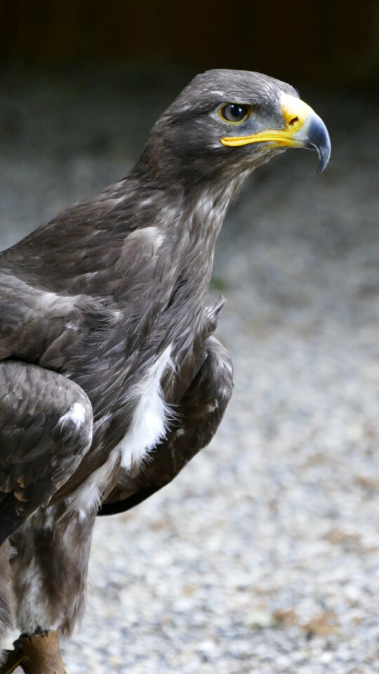Nature plumage bird of prey