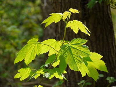 Spring leaf nature