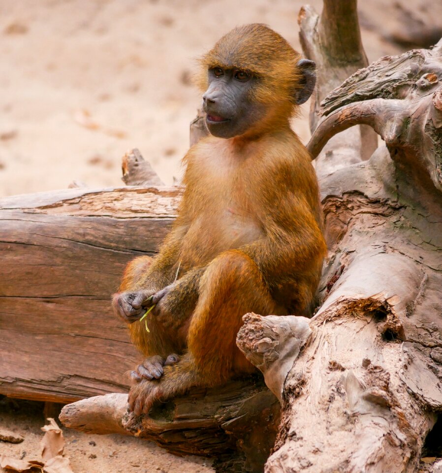 Sphinx-baboon primate young monkey