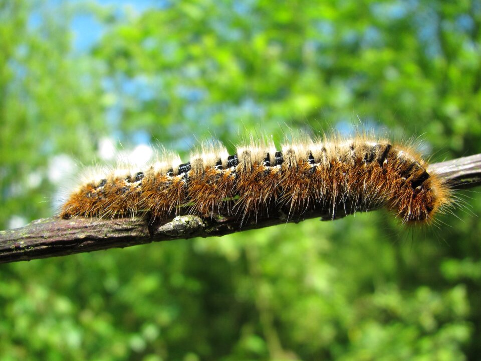 Insect nature animal