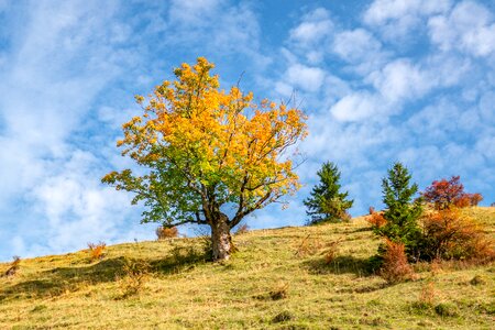 Fall color sunlight mood