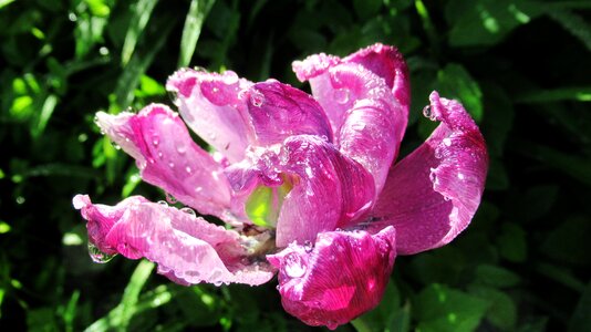 Dew tulip blossom