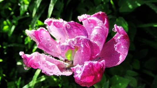 Dew tulip blossom photo