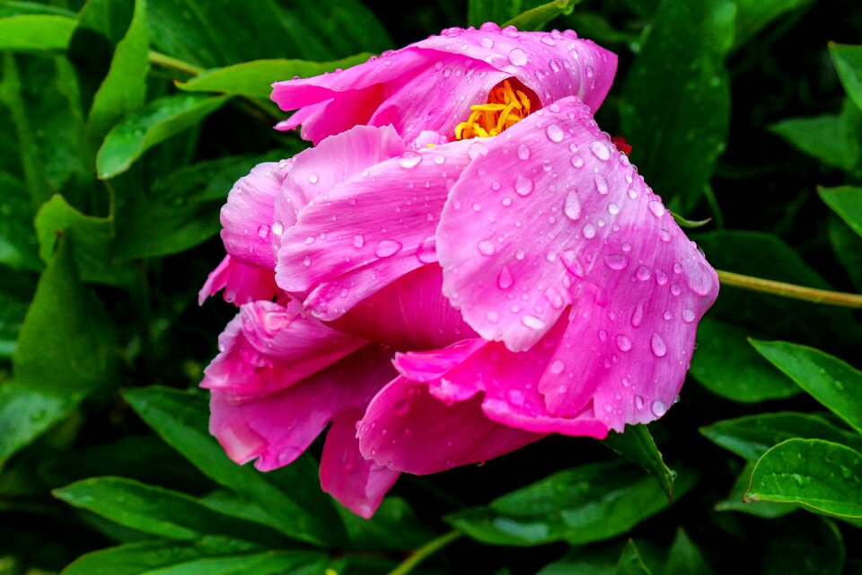 Pink green blossom