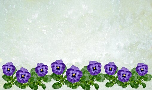 Flowers floral decoration