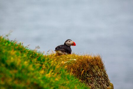 Bird faroe islands natural