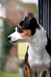 Jack russel terrier head portrait