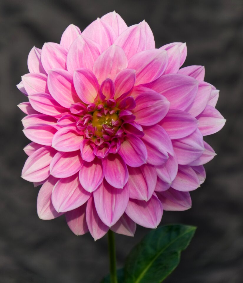 Flower plant dahlia garden photo