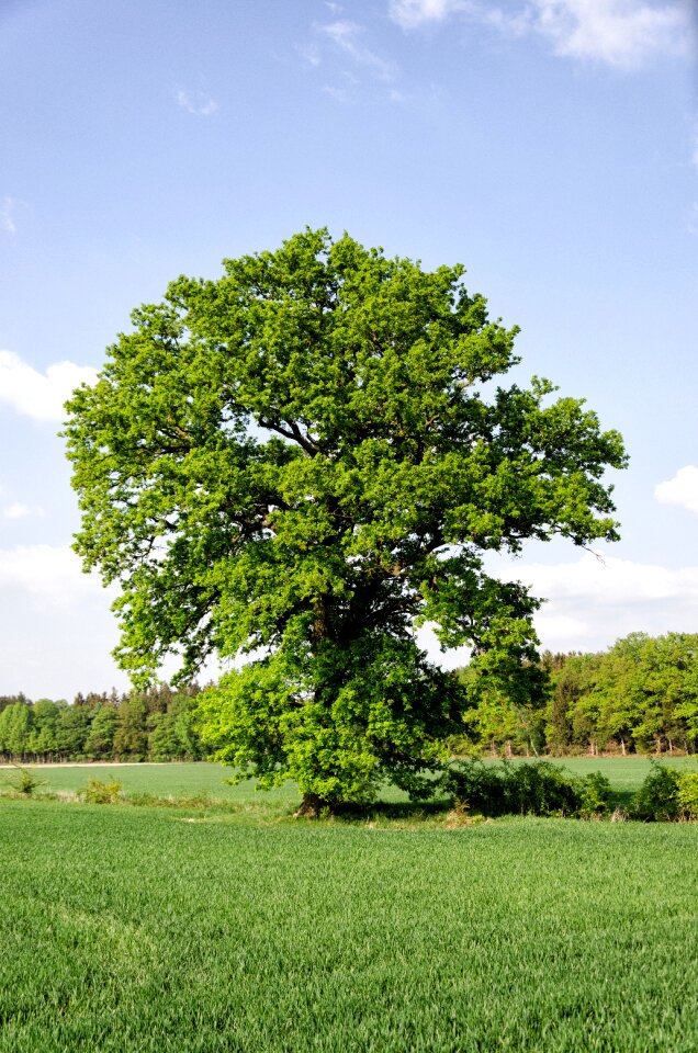 Oak germany sky