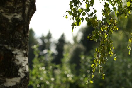 Tree wood nature
