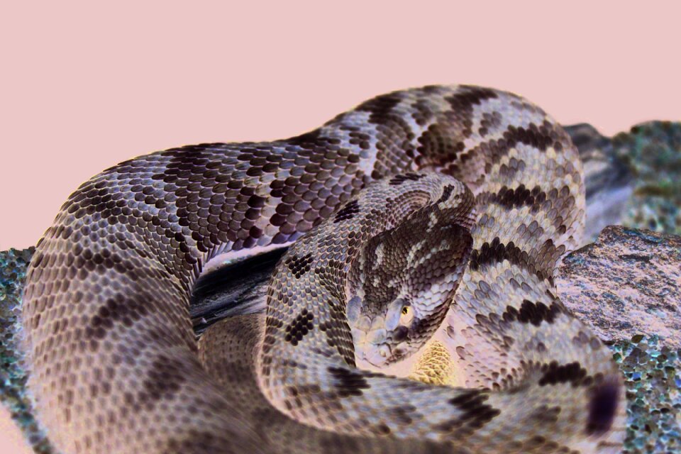 Scales rattlesnake viper
