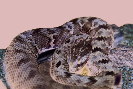 Scales rattlesnake viper