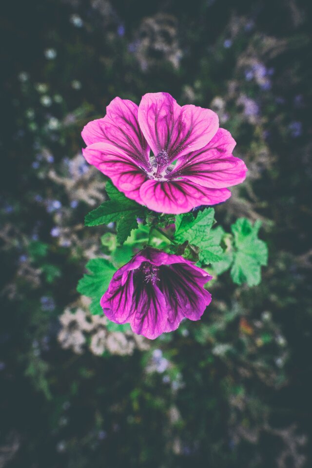 Spitzblättrige mallow sigmar herb siegmarswurz