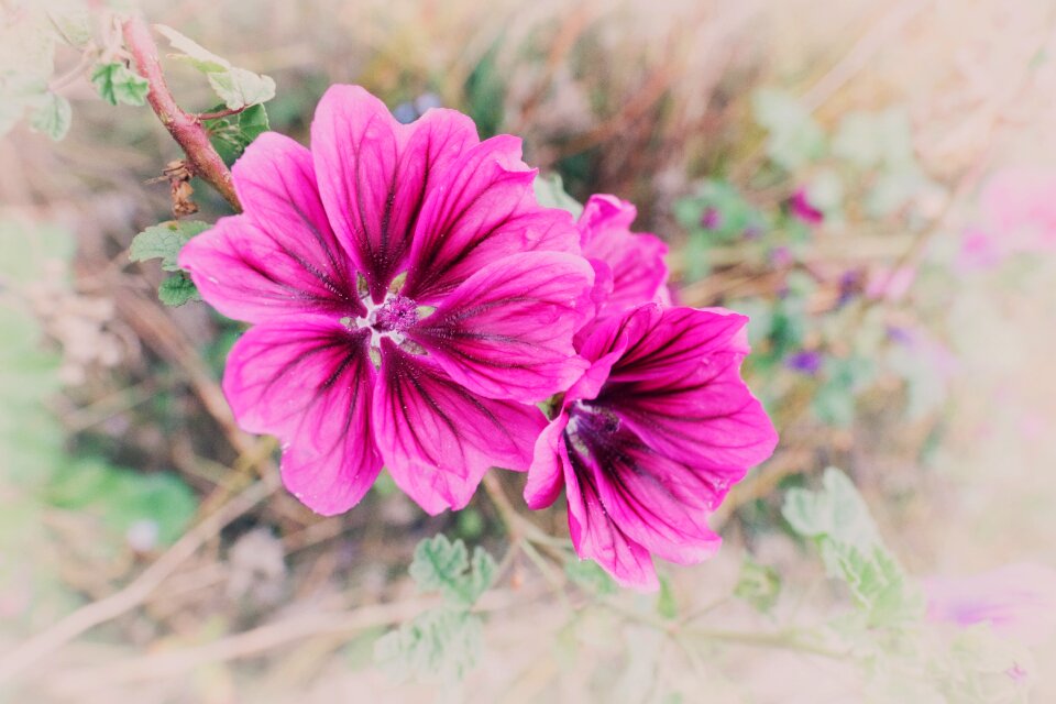 Spitzblättrige mallow sigmar herb siegmarswurz